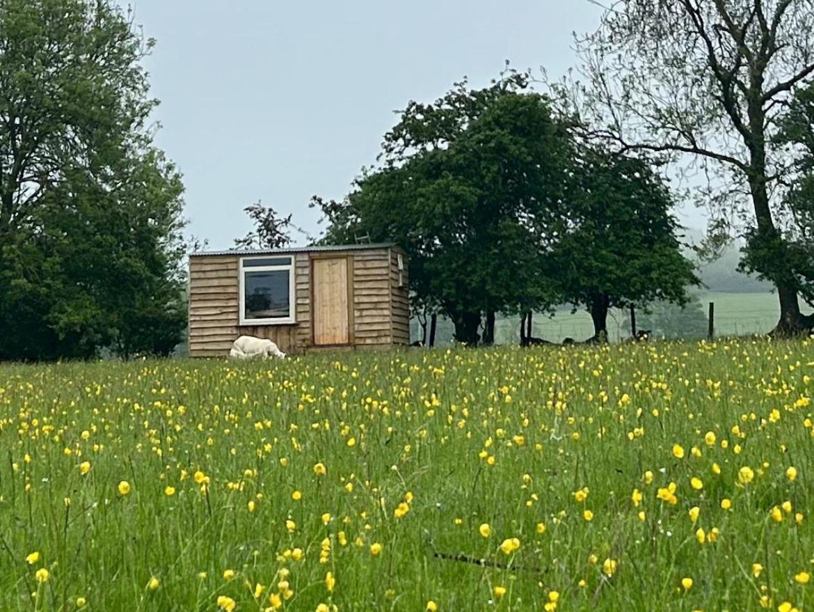 מלון Llansilin Off Grid Shepherds Hut מראה חיצוני תמונה